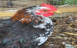 Chickens poultry for sale: Cockerel - free to a good home  - Image 2