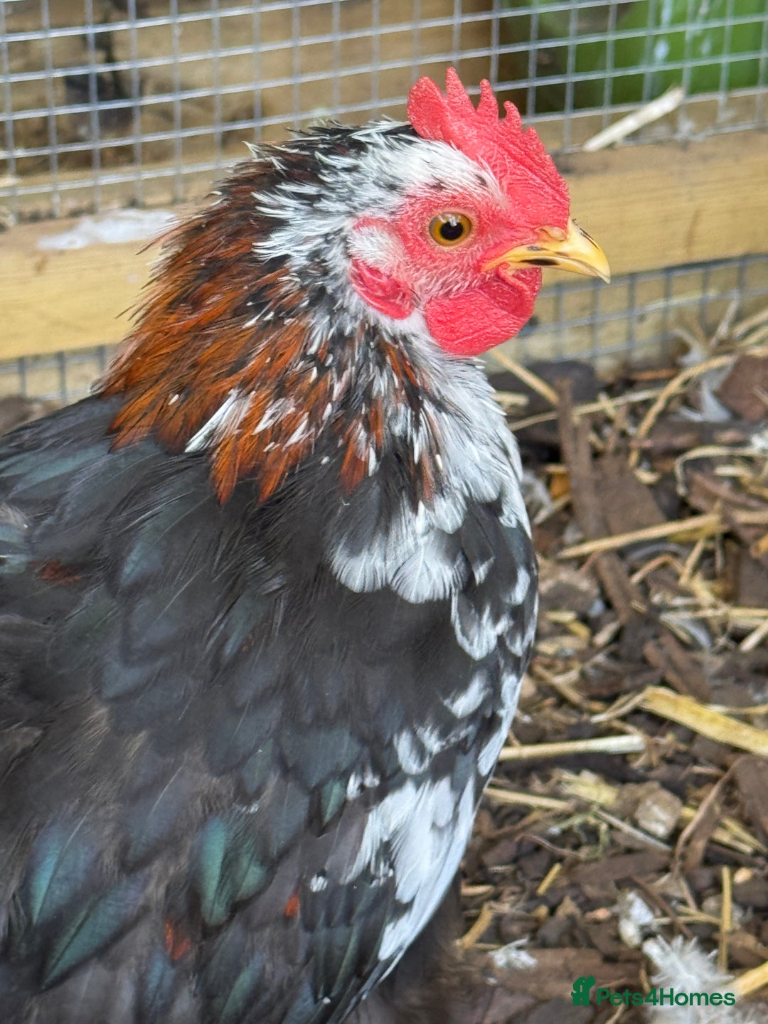Chickens poultry for sale: Cockerel - free to a good home  - Image 2