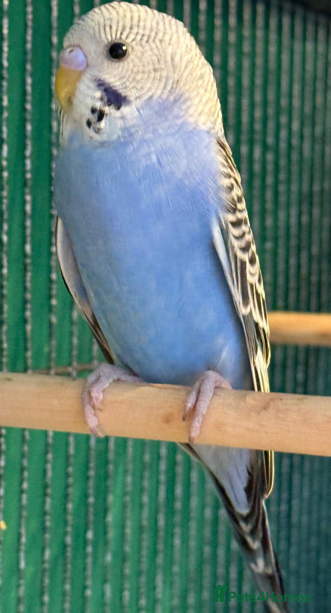 Budgerigars birds   budgies  available 9 weeks old  - Advert 2