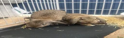 Mixed Breed rabbits for sale: 2 baby girl bunnies  in Sowerby Bridge - Advert 3