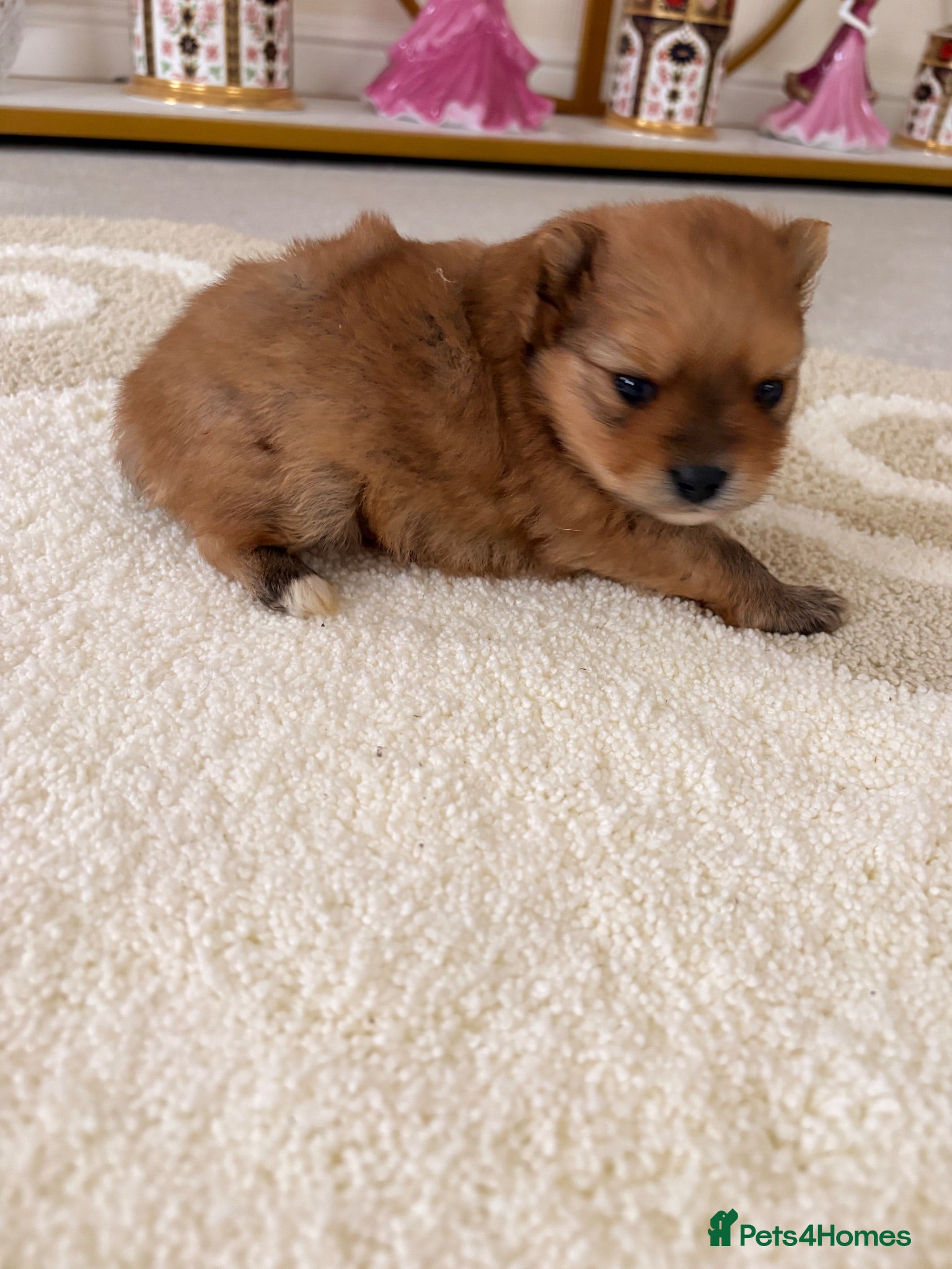 Pomeranian dogs Pomeranian Puppies - Advert 1