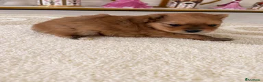 Pomeranian 1