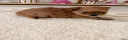 Pomeranian dogs for sale: Pomeranian Puppies - Advert 1