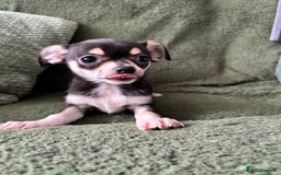 Chihuahua dogs for sale: Tiny chihuahua puppies  - Image 18