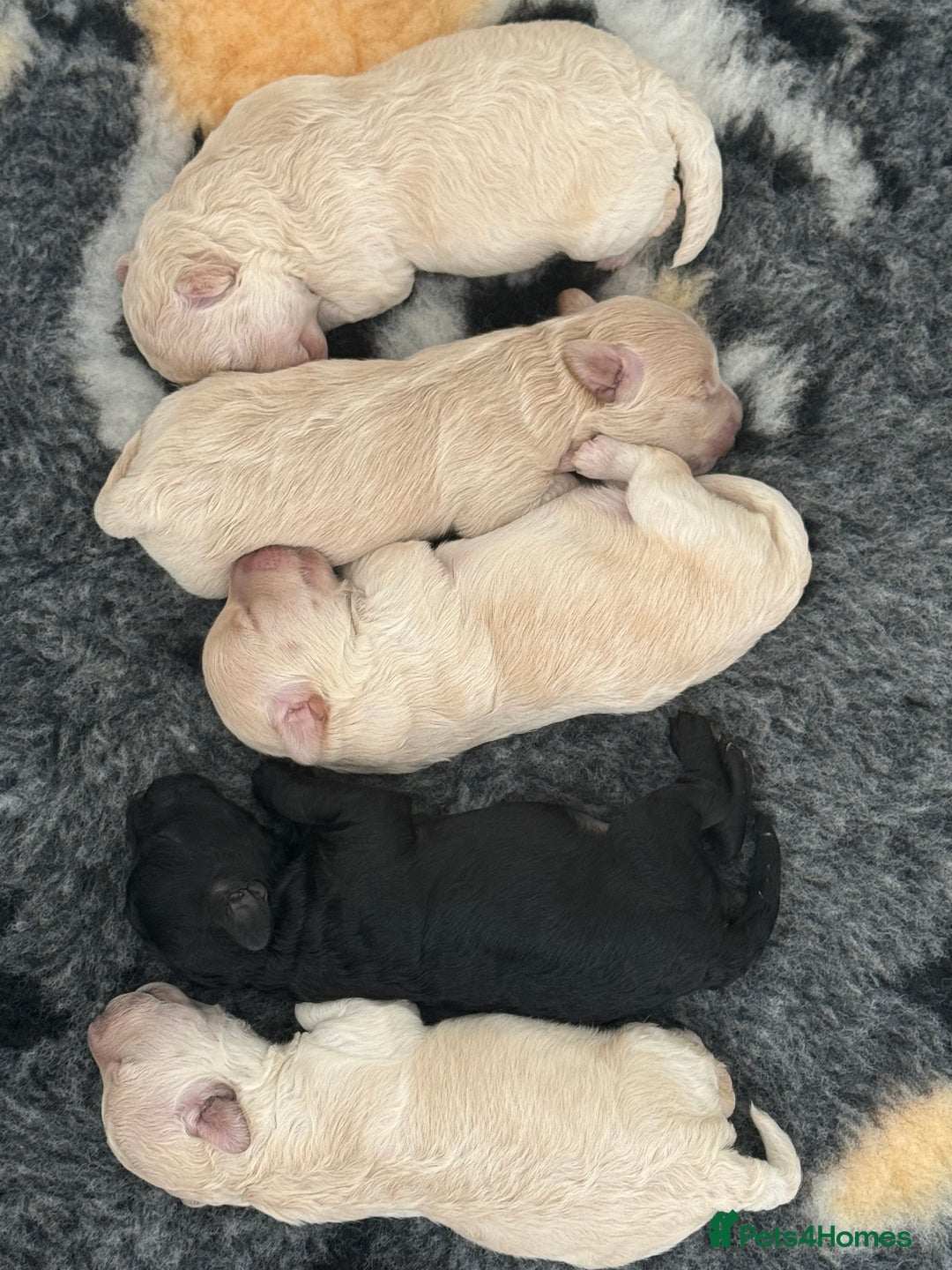 Maltipoo dogs for sale: Adorable F1B Merle** Maltipoo Puppies for sale - Image 18