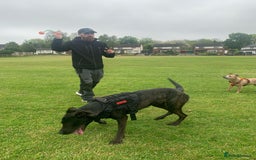 Mixed Breed dogs for sale: 2 year old Belgian Malinois cross (Ivar) - Advert 9