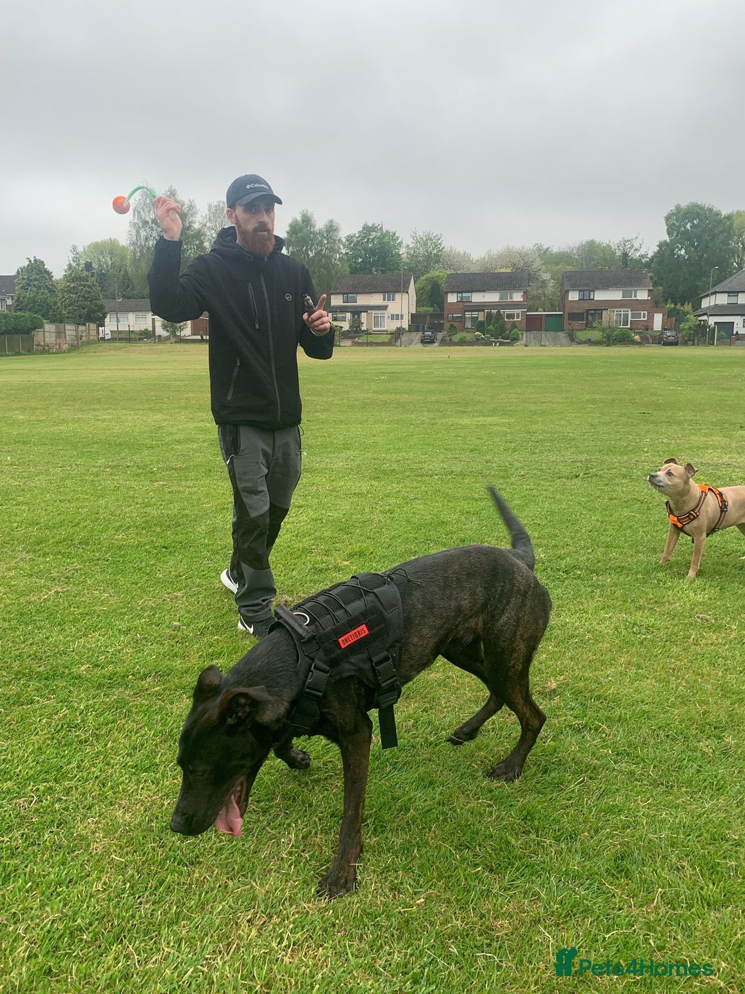 Mixed Breed dogs for sale: 2 year old Belgian Malinois cross (Ivar) - Advert 9