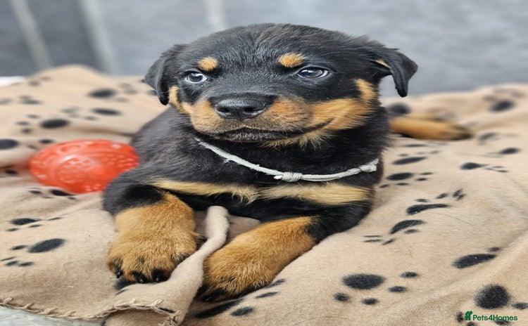 Rottweiler dogs - Advert 1
