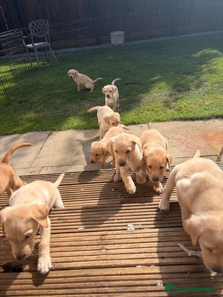 Labrador Retriever dogs KC registered Labrador puppies  - Advert 10