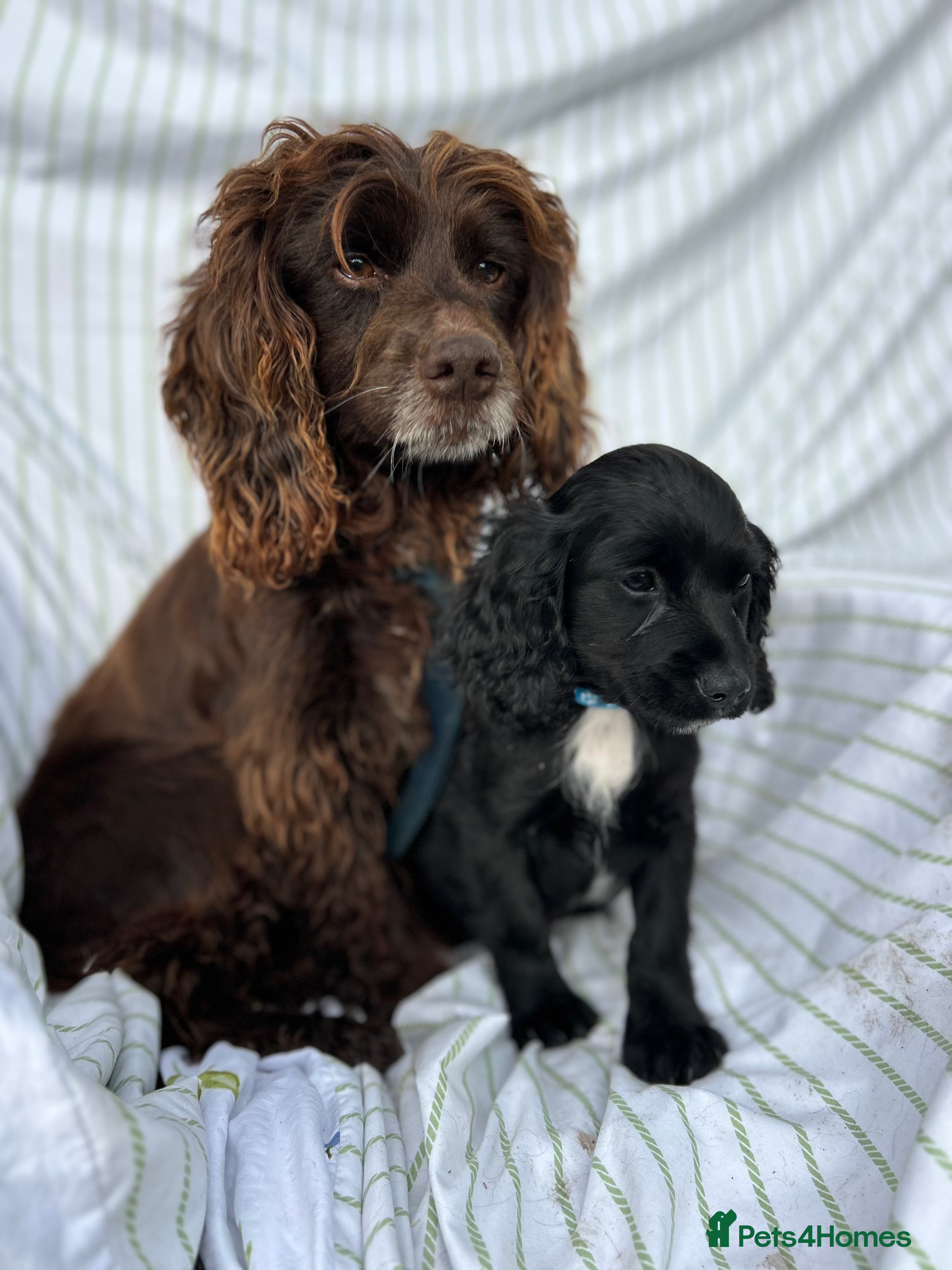 Cocker Spaniel dogs Cocker spaniel  - Advert 2