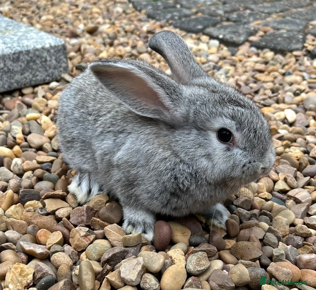 Mini Lop rabbits for sale: Mini Lops Ready now!!!!  in Coalville - Image 4