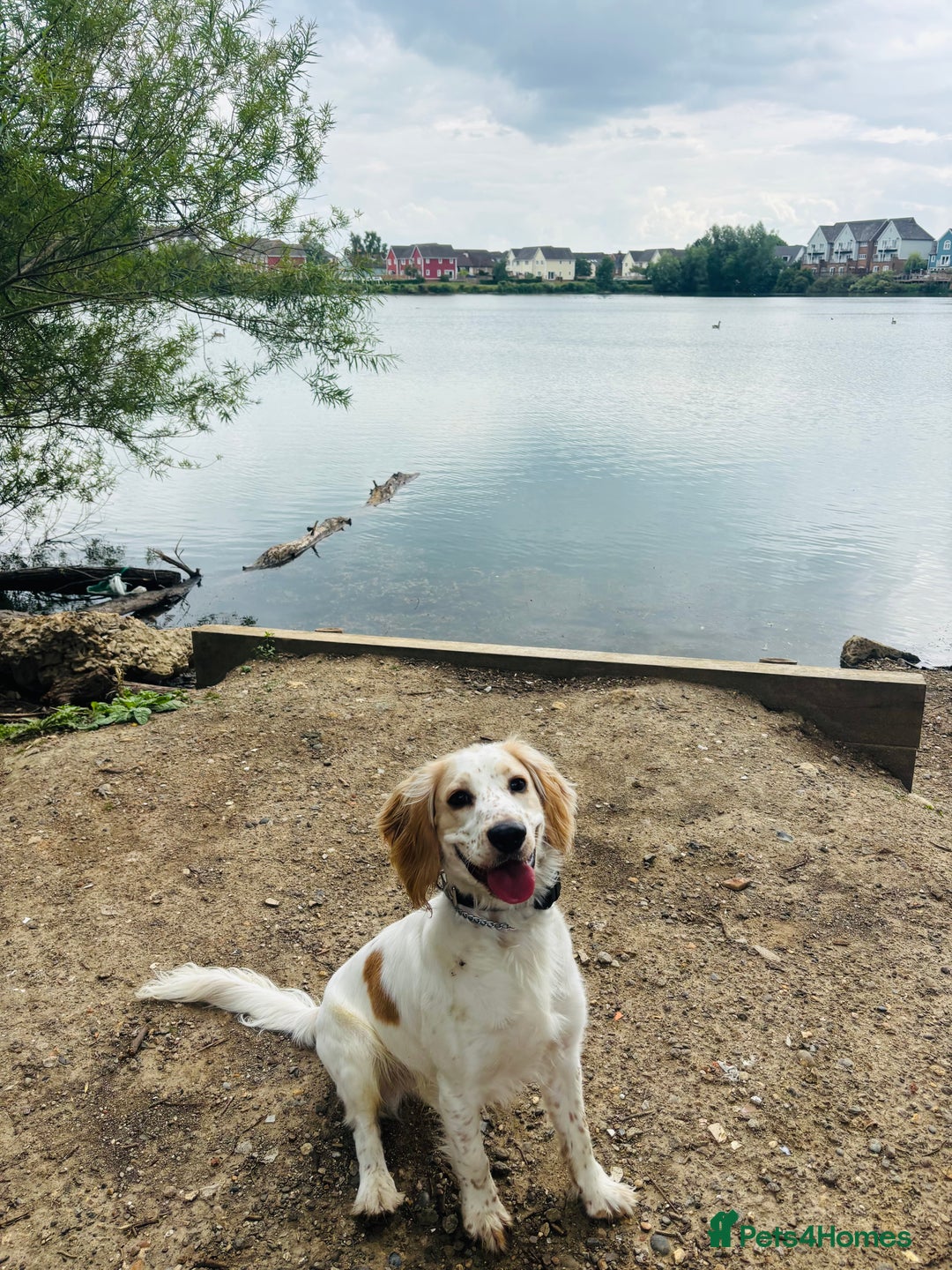 Cocker Spaniel dogs for sale: Adorable cocker spaniel lookingforhis forever home - Image 1