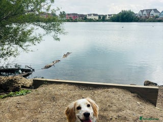 Cocker Spaniel dogs - Advert 3