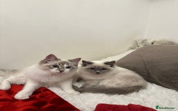 Ragdoll cats for sale: Gorgeous pedigree friendly girl kittens - Advert 9