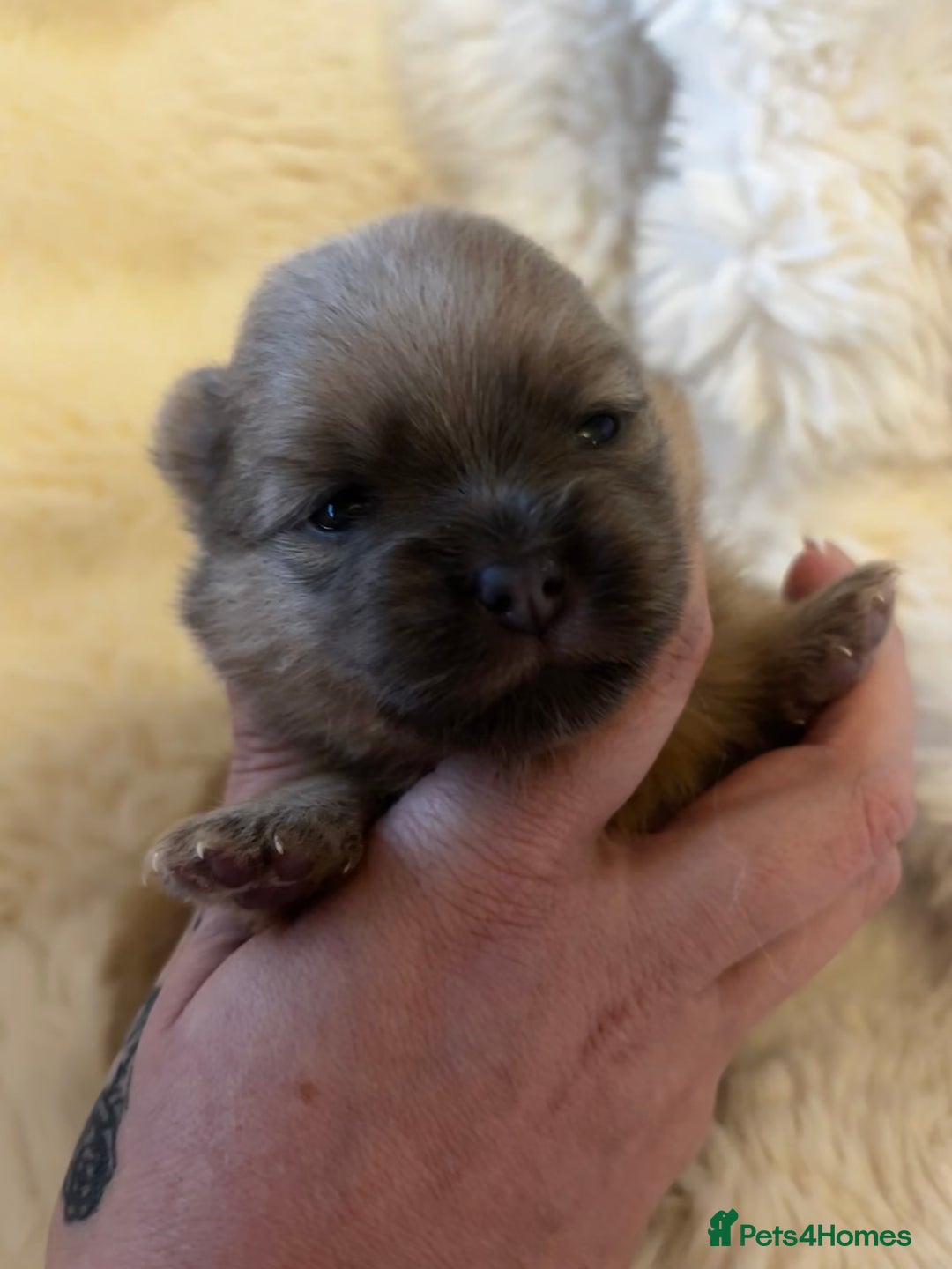 Pomeranian dogs for sale: Rare KC Lilac, Blue and Blue Sable Pups!  - Advert 8