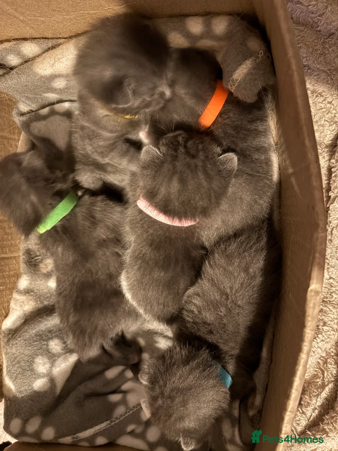 British Shorthair cats for sale: Beautiful British shorthair kittens  - Advert 5