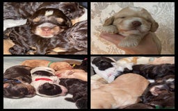 Miniature Poodle dogs for stud: KC registered / health tested / colour tested  in Bolton - Image 14