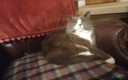 Mixed Breed cats for sale: 6 Lovely and Friendly Cats - Different colours - Advert 14