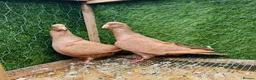 Pigeons birds for sale: Top Quality Strong Breeding Pair – Vaccinated - Advert 15