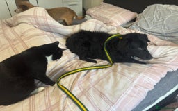 Mixed Breed dogs for adoption: Dagry - Norwich Norfolk  - Advert 2