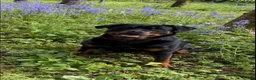 Rottweiler dogs for sale: Rottweiler Puppies  - Advert 11