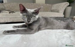 Bengal cats for sale: Two adorable Blue/Melanistic Bengal Kittens TICA  in Benfleet - Image 14