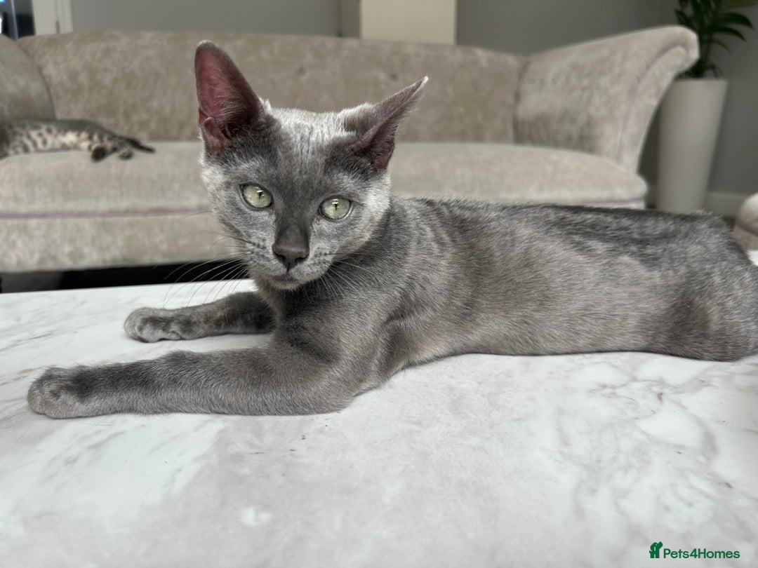 Bengal cats for sale: Two adorable Blue/Melanistic Bengal Kittens TICA  in Benfleet - Image 14