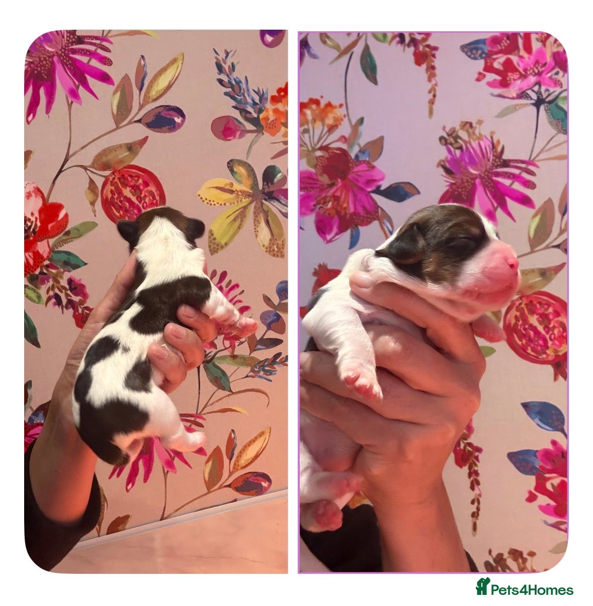 Mixed Breed dogs F1 Lhasaliers , all girls 💫 - Advert 1