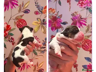 Mixed Breed dogs F1 Lhasaliers , all girls 💫 - Advert 1