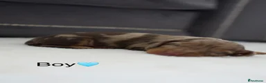 Dachshund Puppy 1