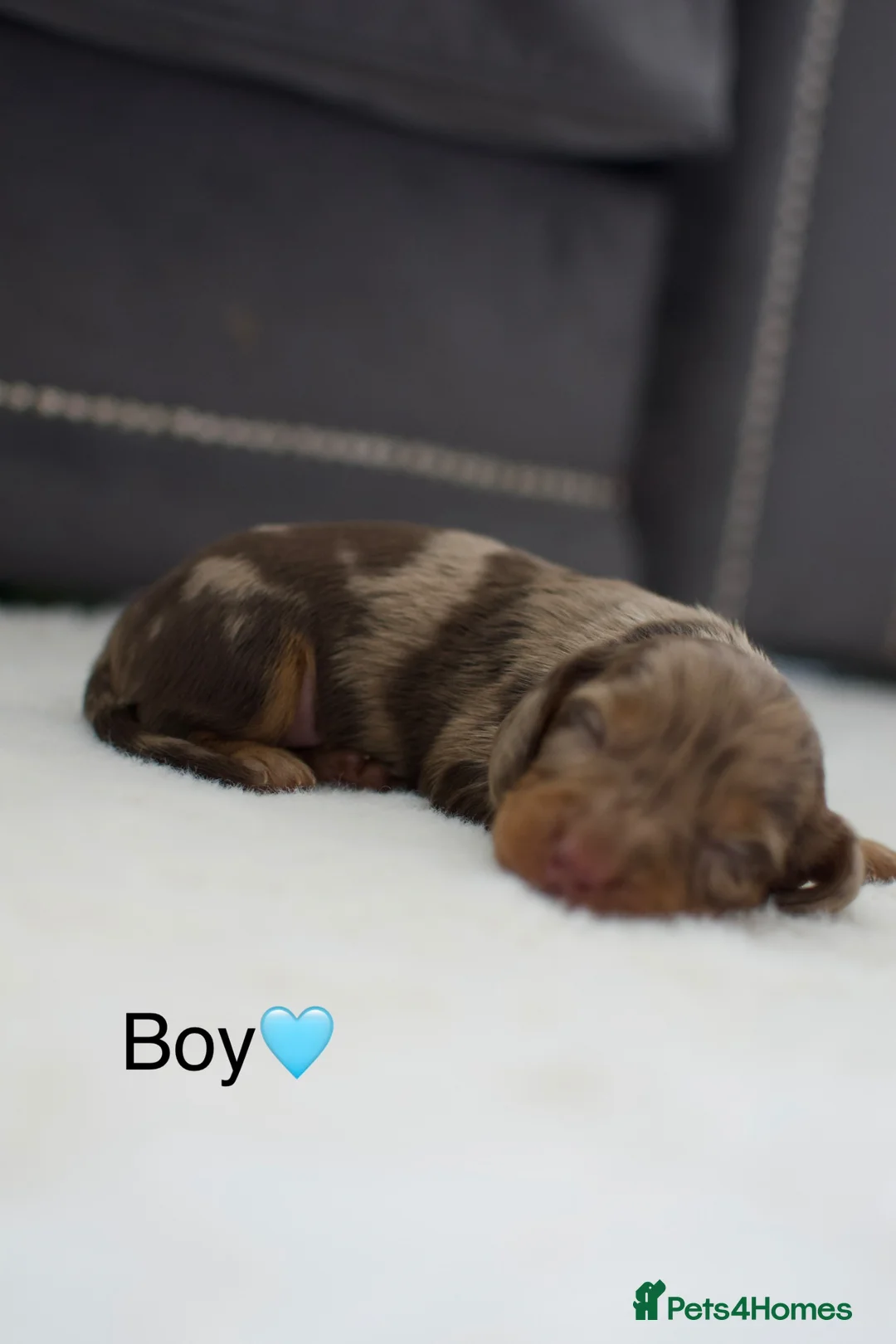 Dachshund dogs for sale: Miniature Dachshunds  in Derby - Advert 8