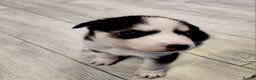 Siberian Husky dogs for sale: Siberian Husky Puppies  - Advert 4