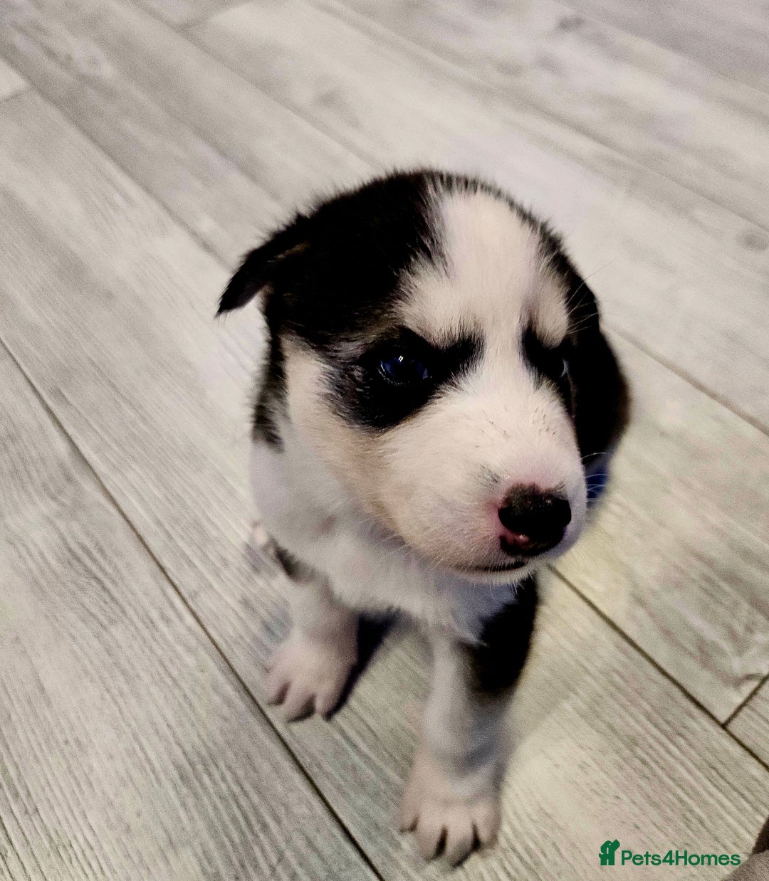 Siberian Husky dogs for sale: Siberian Husky Puppies  - Advert 4