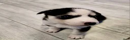 Siberian Husky dogs for sale: Siberian Husky Puppies  - Advert 4
