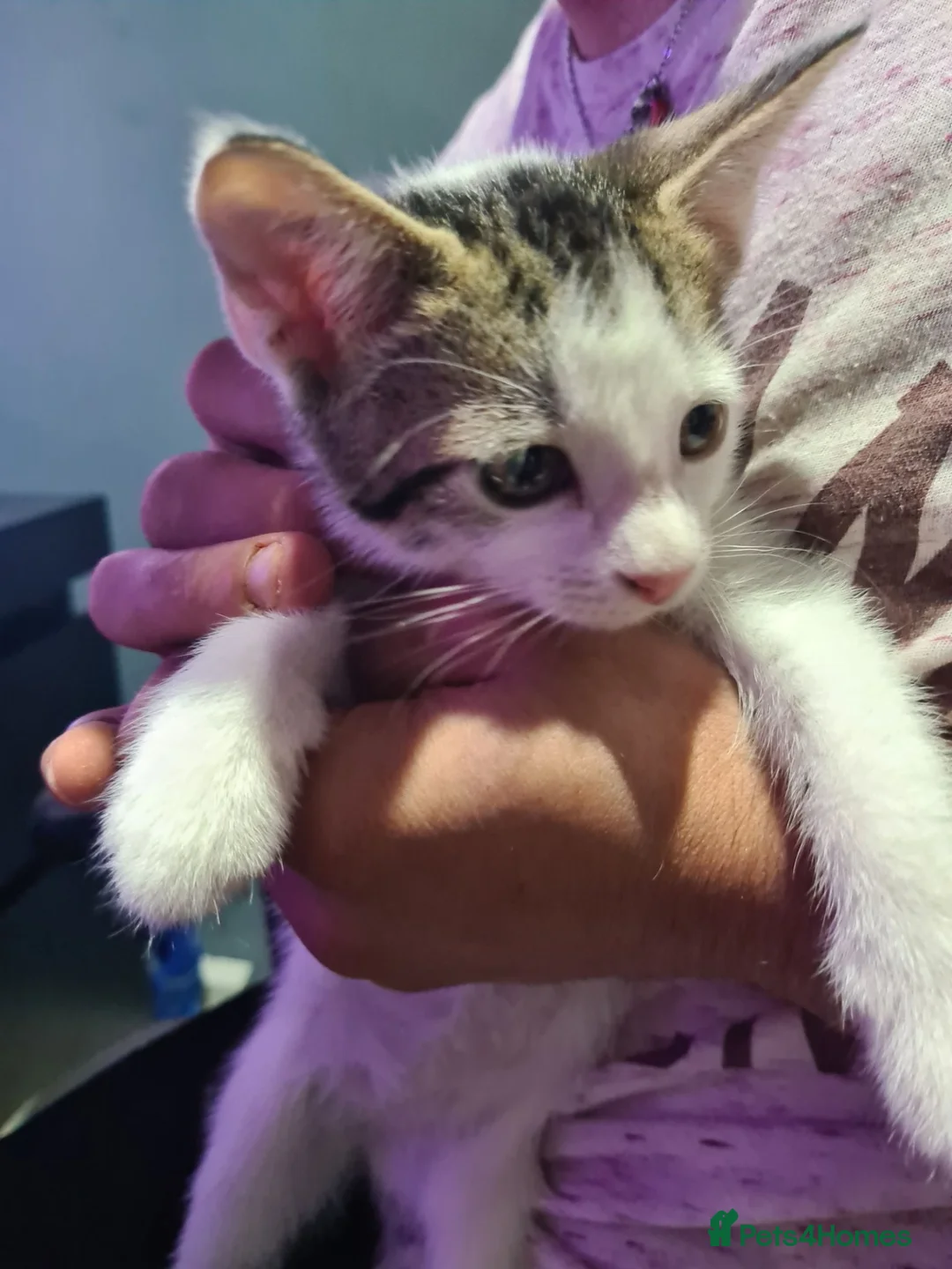 Aegean cats for sale: Female Kitten - Advert 2