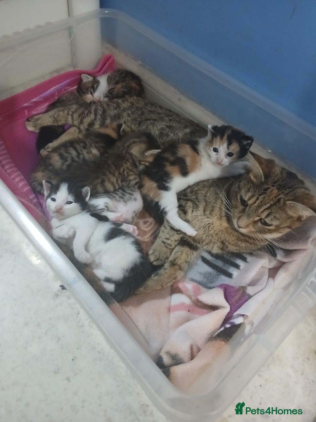 Mixed Breed cats for sale: 6 beautiful kittens - Image 20