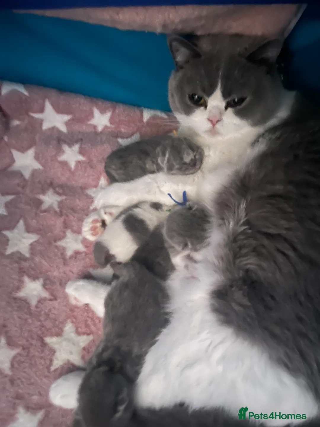 Brazilian Shorthair cats for sale: Superior BSH Kittens GCCF Reg - Advert 1