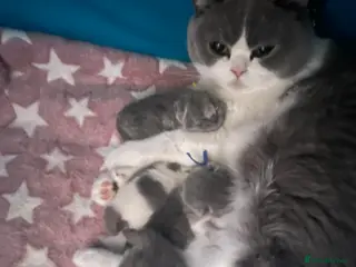 Brazilian Shorthair cats Superior BSH Kittens GCCF Reg - Advert 5