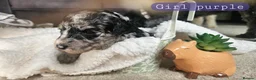 Cockapoo dogs for sale: Beautiful F1B blue merle miniature poodle  - Advert 28