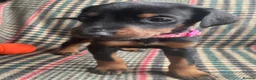 Dobermann dogs for sale: dobermann pinscher - Advert 23