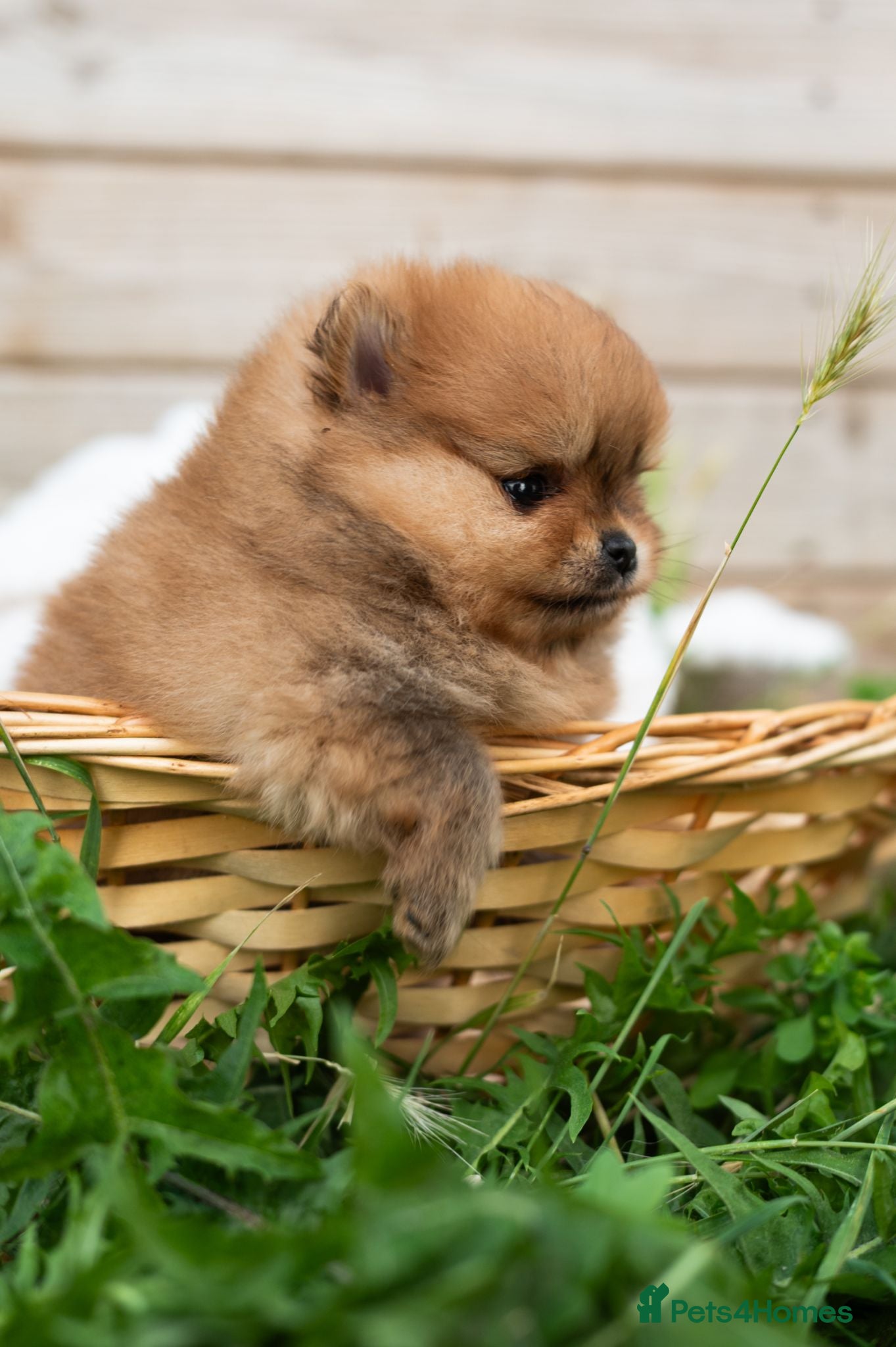 Pomeranian dogs Pomeranian Extra Small KC Puppies  - Advert 9