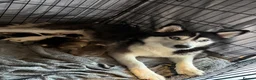 Pomsky dogs for sale: Pomsky puppies - Advert 1