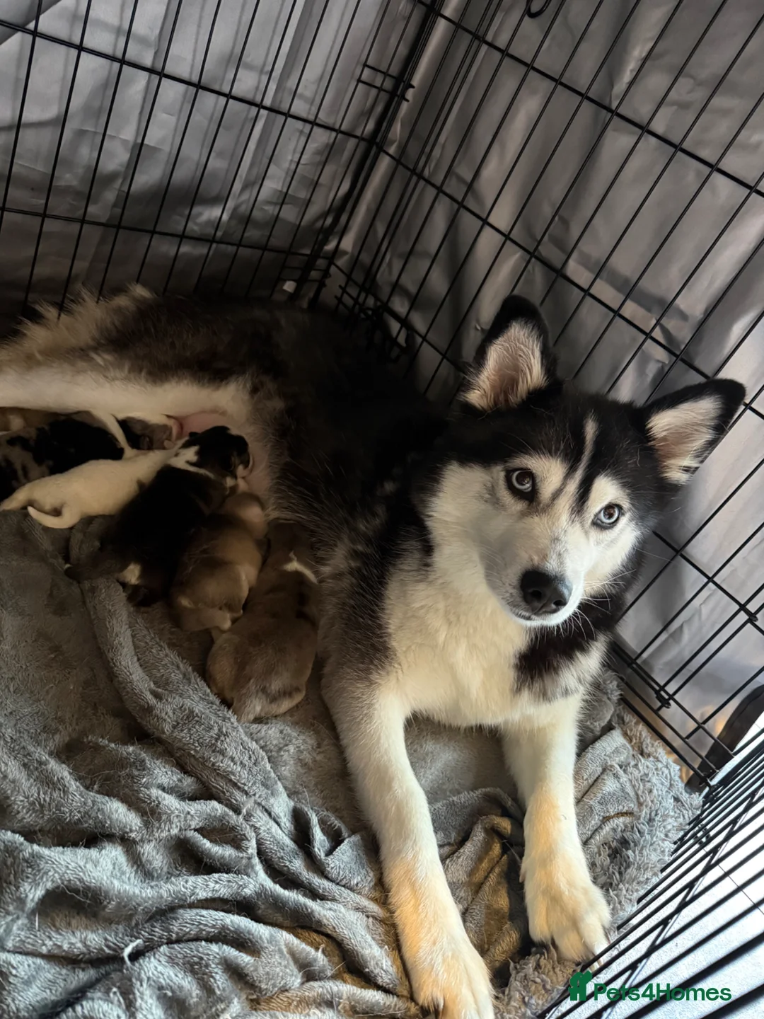 Pomsky dogs for sale: Pomsky puppies - Advert 1