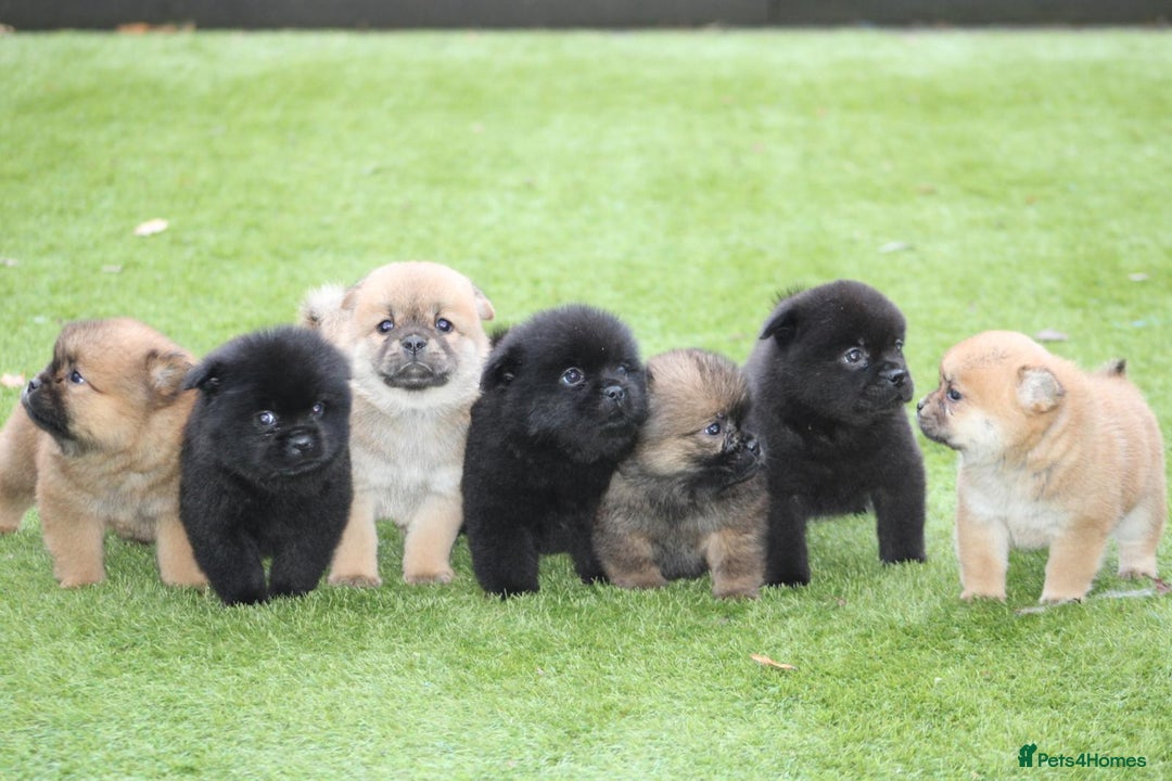 Mixed Breed dogs for sale: 🐾 Chow Chow x Japanese Chin CHINCHOWS 🐾 - Advert 3