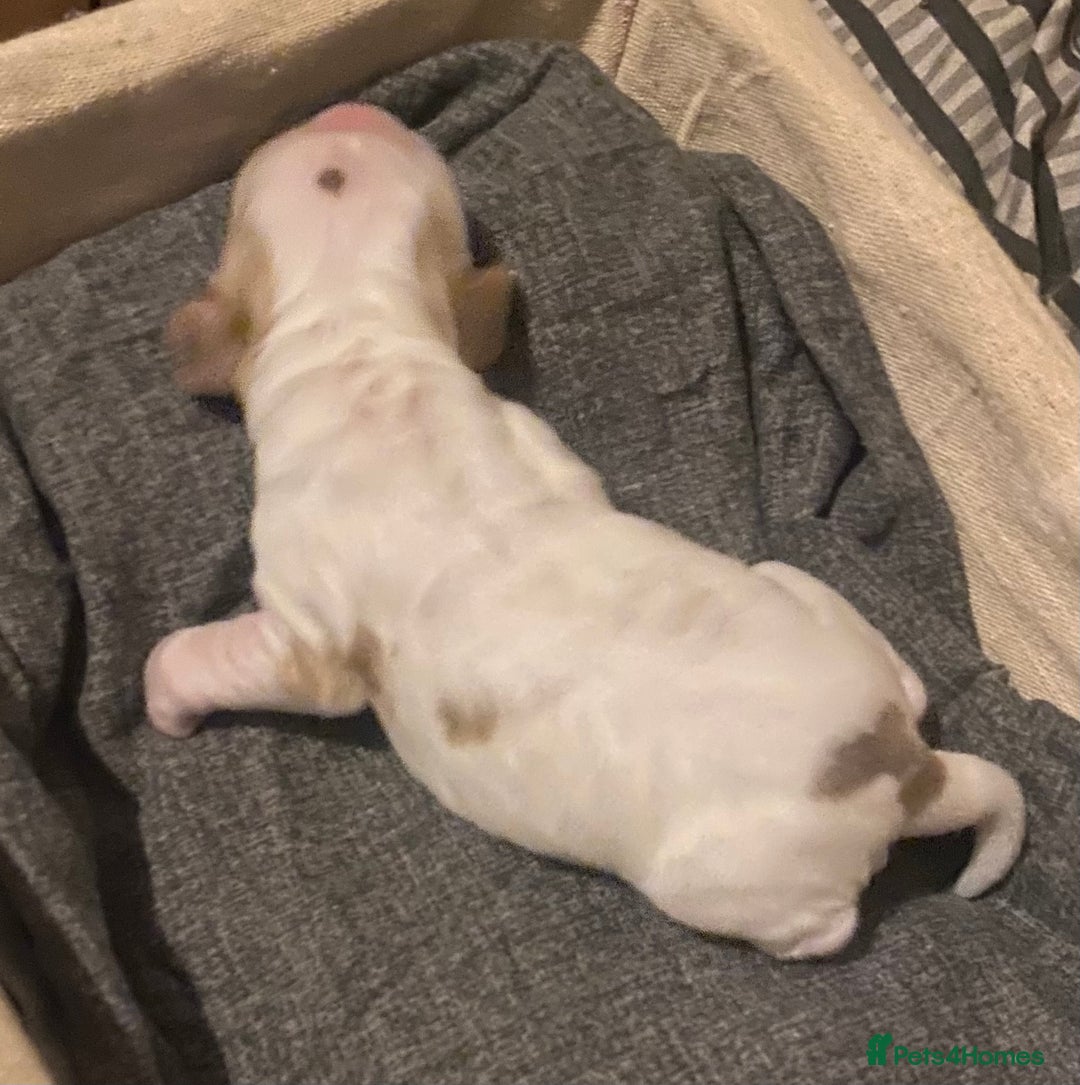 Cocker Spaniel dogs for sale: ‘Show Type’ Cocker Spaniel Puppies. KC Registered. - Advert 19