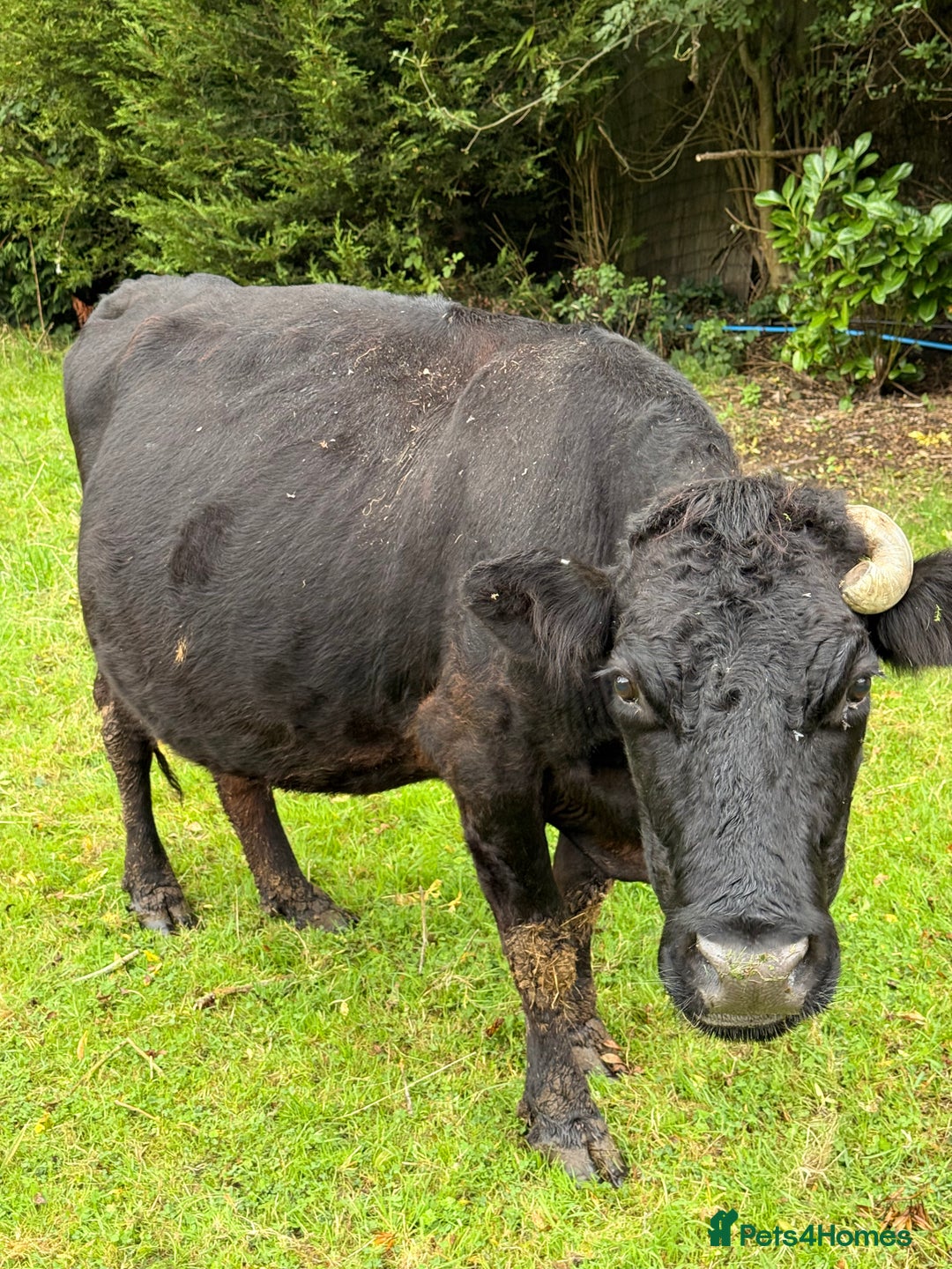 Cows & Bulls livestock for sale: Dexter 1 Bull and two cows for sale - Image 4