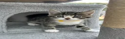 Mixed Breed cats for sale: Mixed breed kittens  - Advert 21