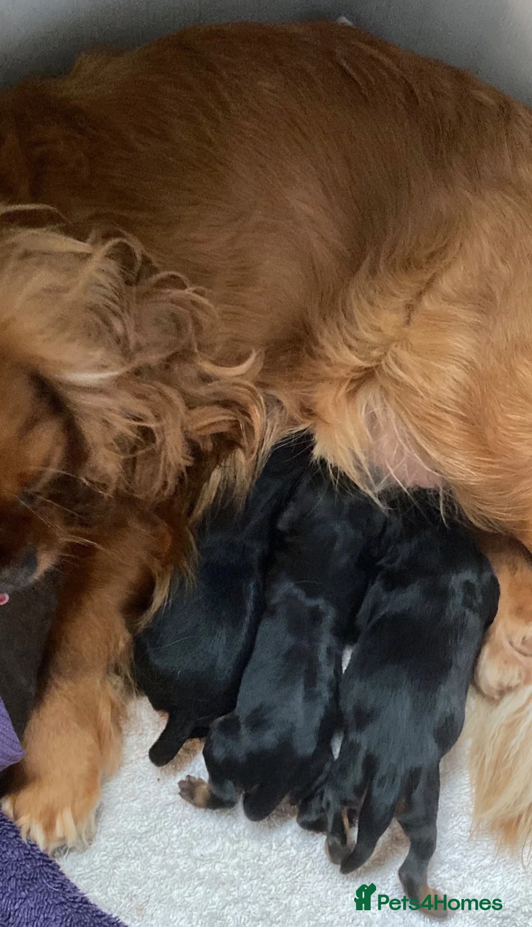 Cavalier King Charles Spaniel dogs for sale: Chocolate carrier’s 🤎 kc registered  - Advert 2