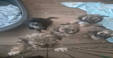 Mixed Breed dogs - Advert 2