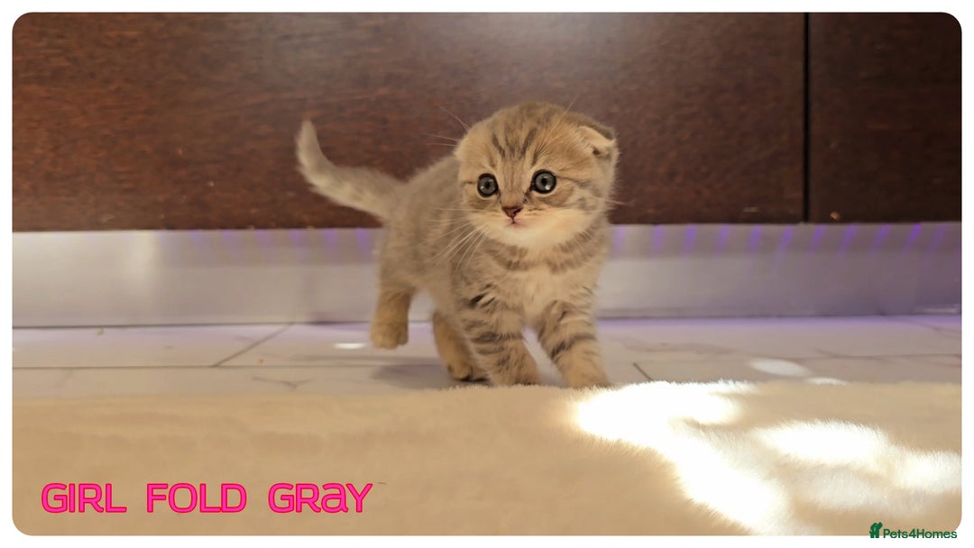 Scottish Fold cats for sale: Scottish Fold Kittens (Delivery available) - Image 4